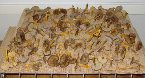 Macrolepiota Procera Parasol